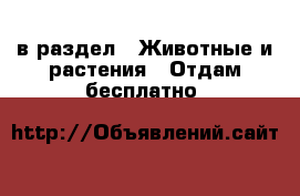  в раздел : Животные и растения » Отдам бесплатно 
